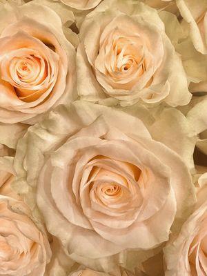 Blushing over these Roses.