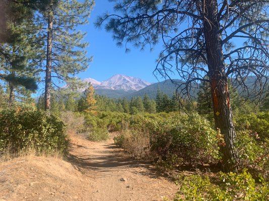 Mt. Shasta beyond the trees!