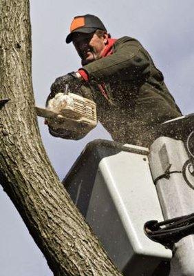 Tree Removal