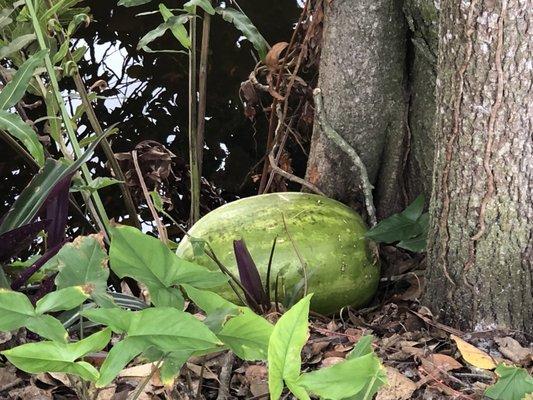 Random watermelon that was in the canal