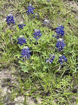 Texas Bluebonnets blooming! You can see them all over the sides of the roads! Illegal to pick them!