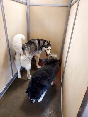 Frankie and Sammie at feeding time
This is our medium size kennel 
Comfortably fits to average size fur babies