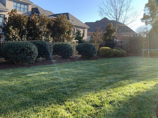 Shrub and Hedge Trimming with Mulch