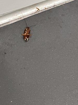 Dead cockroach