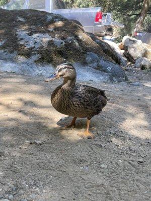 Our friendly duck that spent a day with us at our cabin area.