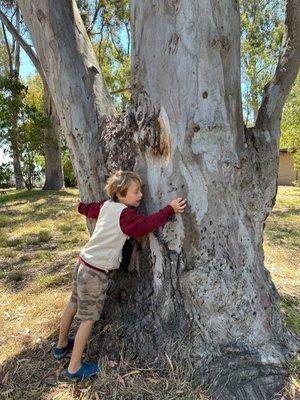 Tree love