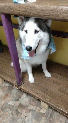 This is the lethargic Husky that we accused of giving something to eat already for pick up ....Review by Felicia