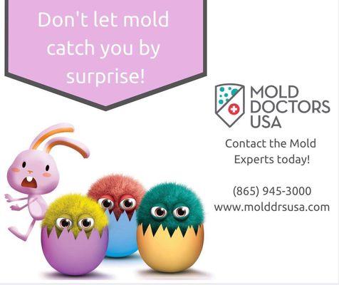 Don't let mold hop in your house or business!