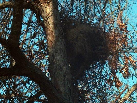 A nest spotted within the park.