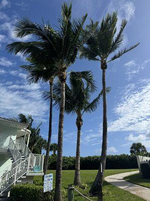 Juno beach palm trees trimming