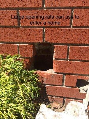 Large rodent entry hole