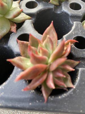 Echeveria Scarlet twins!!