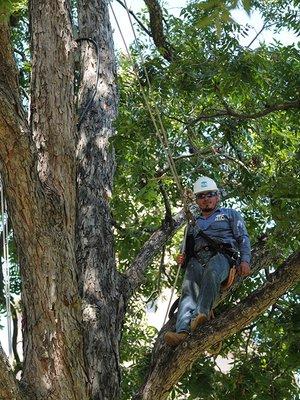 Tree climber pruning trees in Austin, Texas.