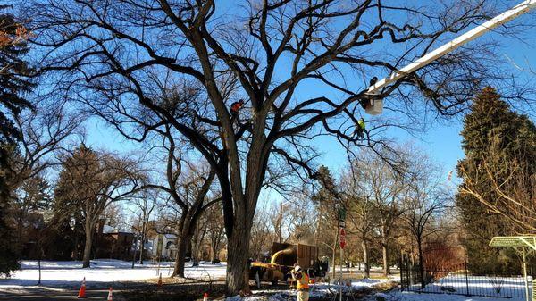 Donovan Arborists