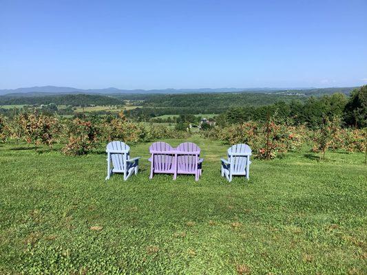 The view from the top of the orchard, August 2024