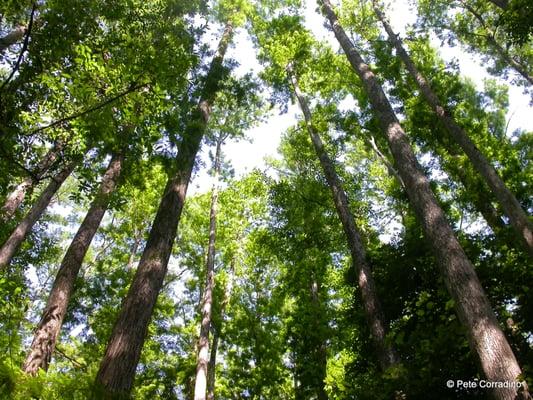 Cypress Swamp Walk