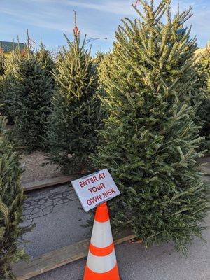 Beautiful Christmas Trees available.