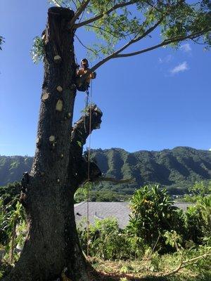 Manoa property with Monkey pod Pruning