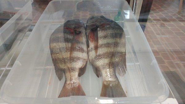 Fresh Local Sheepshead