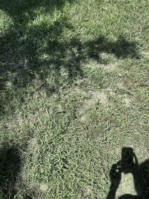 damage to our lawn