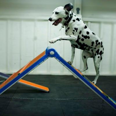 Any dog can do Agility!