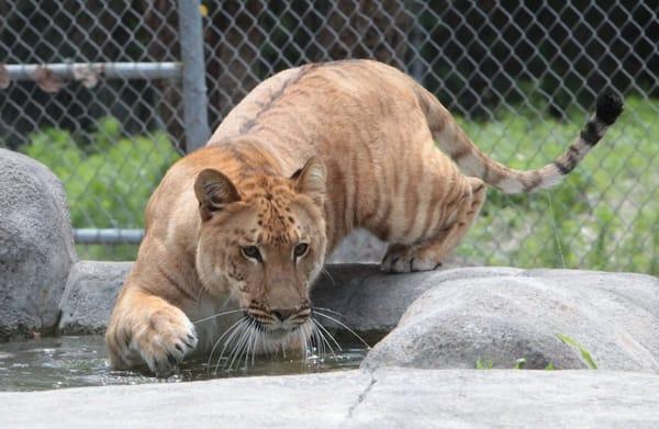 Mia the Liger