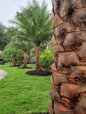 Sylvester Palm Planting with Empire Zoysia