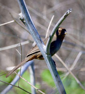 A California Towhee trying to hide - very ineffectively XD