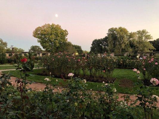 Rose garden on a fall evening