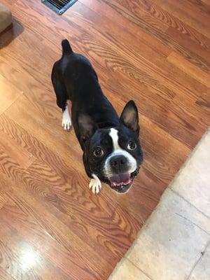 Biscuit waiting on a treat!