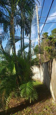 Arecas, previously there were some stalks leaning over the fence onto the neighboring property