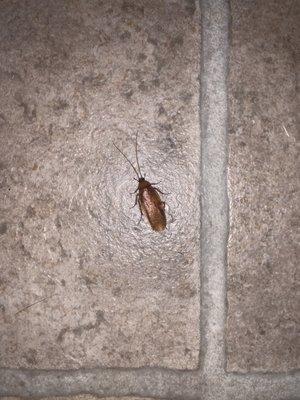 roach in the bathroom