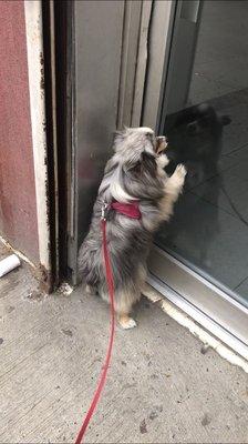 Peering in the front door, trying to get inside