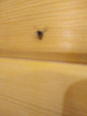 Fly smashed on the wall in the kitchen area