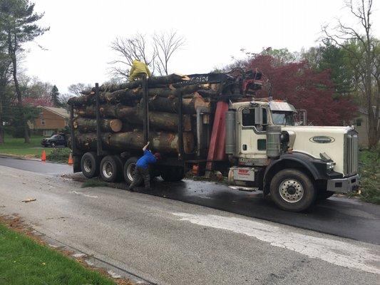 White pine to mill