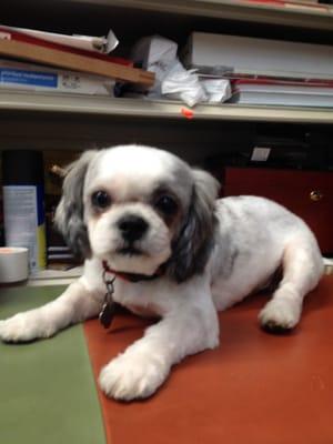 You do an excellent job grooming Lucky. Very friendly. Lucky loves coming here for his grooming needs.