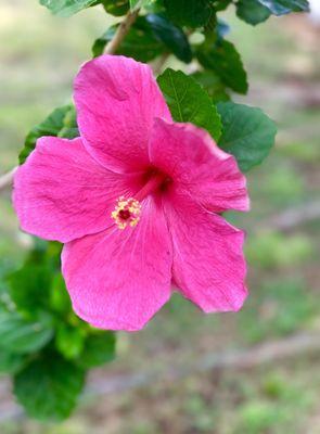 Pink baby Hibiscus  :)