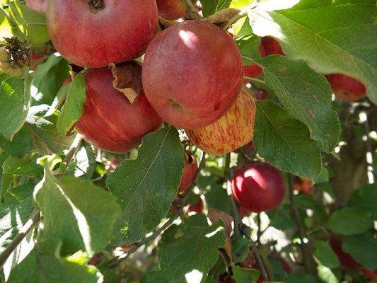 Fresh, ripe apples on the tree