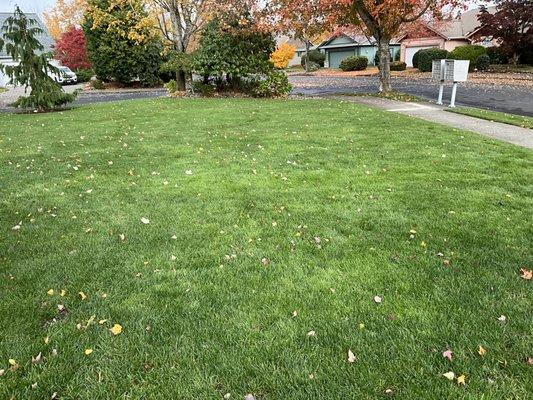 Whatcom Lawns