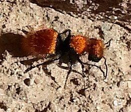 Velvet ants are not really ants, they are a wasp.