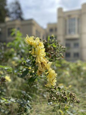 Yellow rode campus buildings