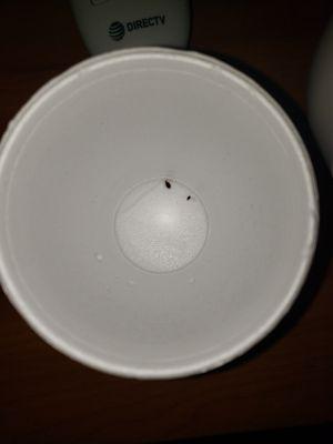 Bed bugs collected in one of the room's styrafoam cups.