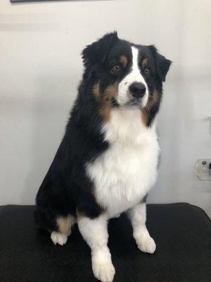 Barley such a good boy all trimmed up by Debbie