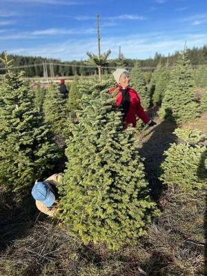 They found their tree!