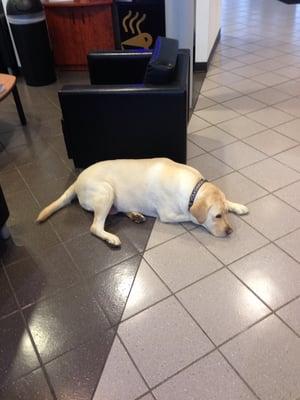 The owners dog keeps everyone company while you are visiting.