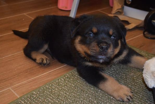 Our new and beautiful pup from Wu Tang Rottweilers!