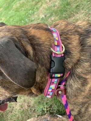 Corso with XL floral print primer collar. It's as cute as her!