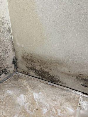 Bathroom mold