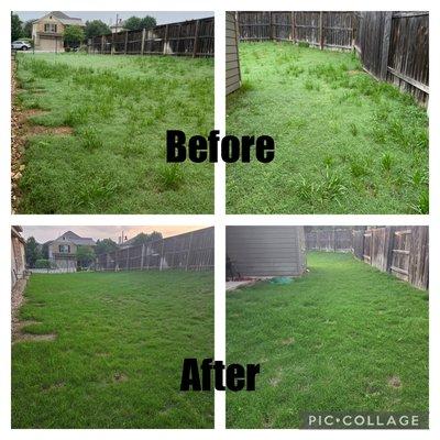 We renewed this lawn with weed pulling and treatment.