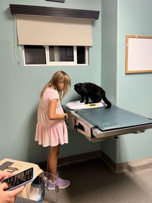 Weighing a cat in an exam room.